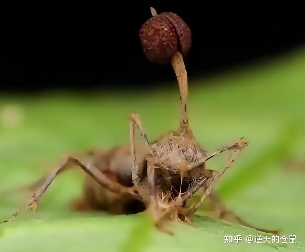 现实世界中真的会存在僵尸吗？（生化危机中的丧尸有可能真的出现吗）