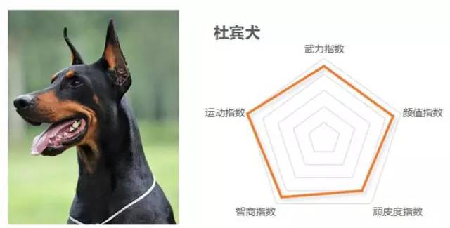 生化危机杜宾犬是哪个怪物原型（一文带你详细了解杜宾犬）