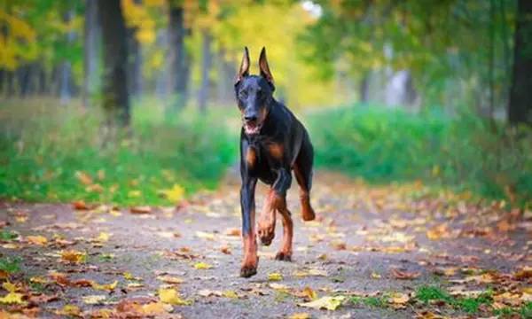 生化危机杜宾犬是哪个怪物原型（一文带你详细了解杜宾犬）