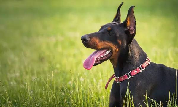 生化危机杜宾犬是哪个怪物原型（一文带你详细了解杜宾犬）