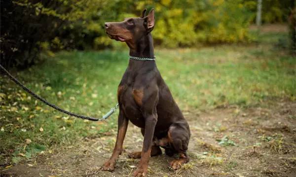 生化危机杜宾犬是哪个怪物原型（一文带你详细了解杜宾犬）