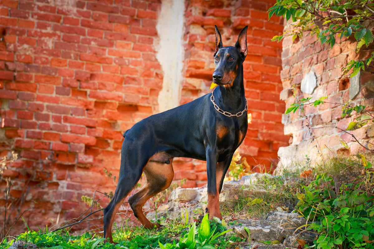 生化危机里的狗是什么品种（生化危机中的狗以哪种犬为原型的）