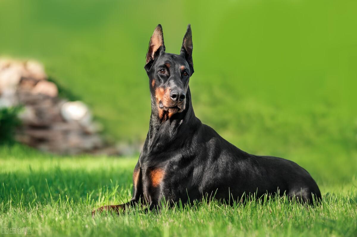 生化危机里的狗是什么品种（生化危机中的狗以哪种犬为原型的）