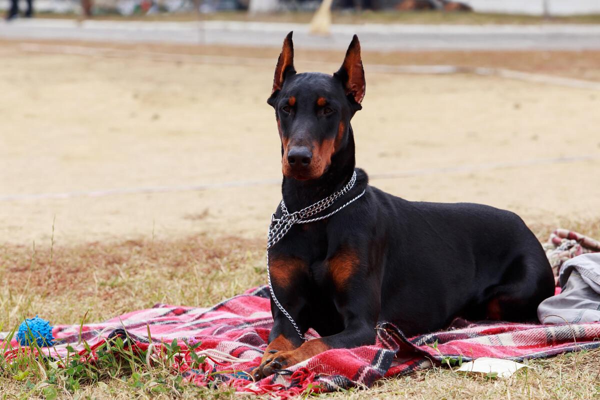 生化危机里的狗是什么品种（生化危机中的狗以哪种犬为原型的）