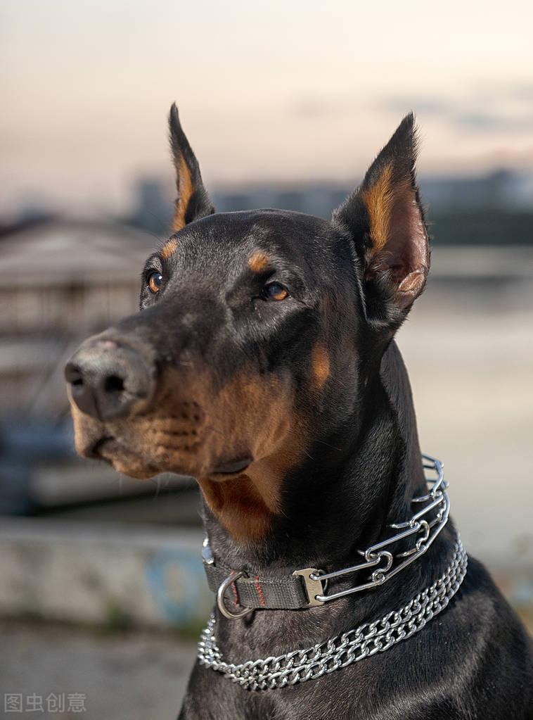 生化危机里的狗是什么品种（生化危机中的狗以哪种犬为原型的）