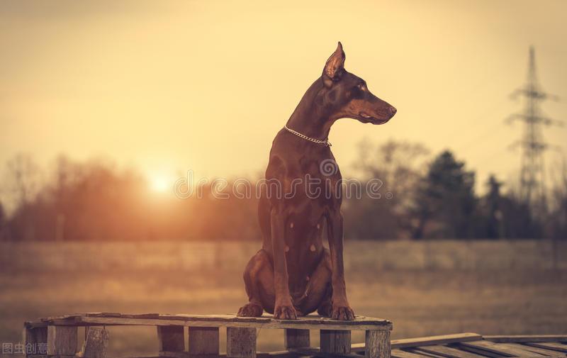 生化危机里的狗是什么品种（生化危机中的狗以哪种犬为原型的）