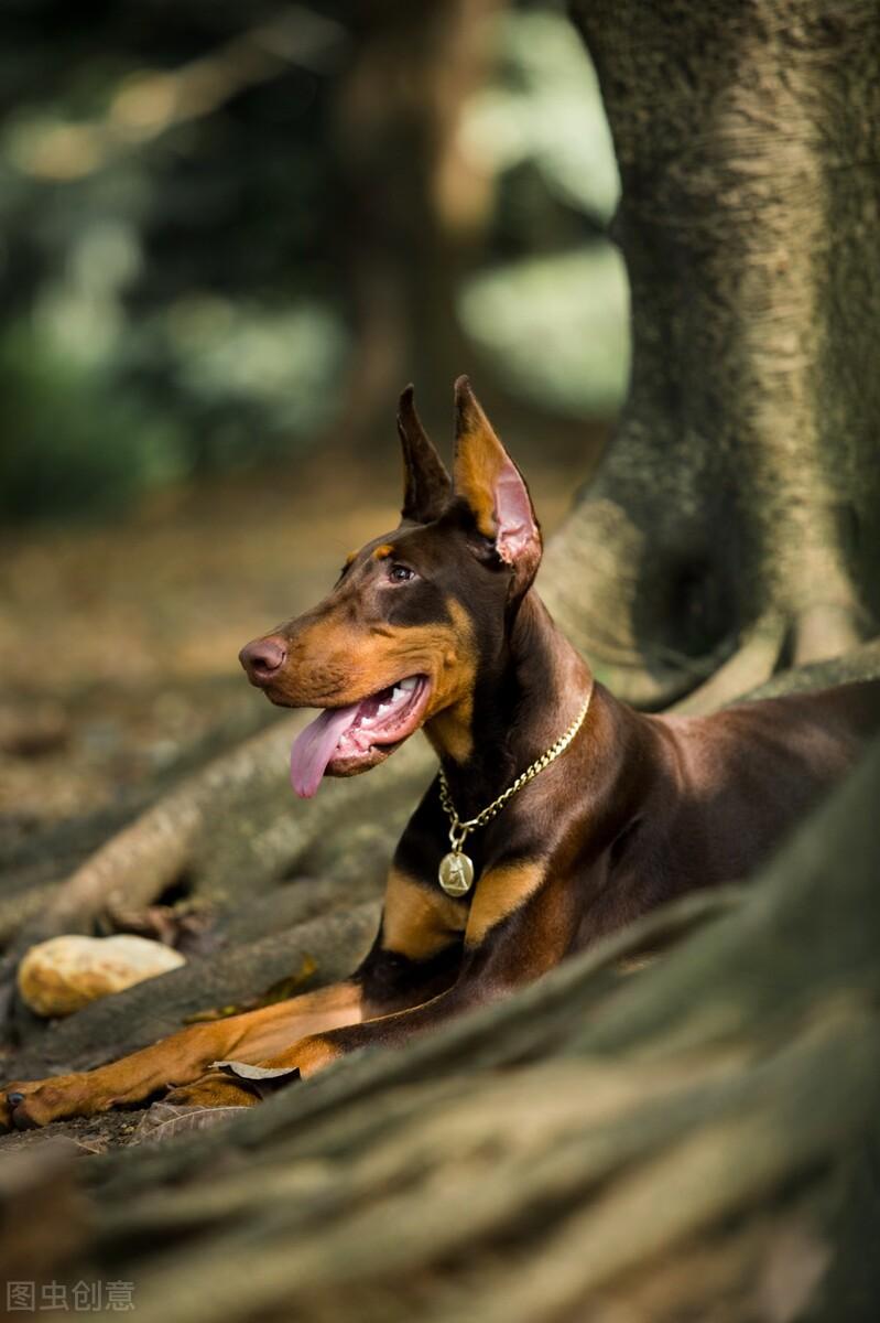 生化危机里的狗是什么品种（生化危机中的狗以哪种犬为原型的）